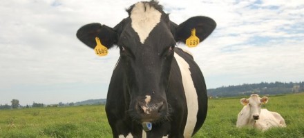 golden glen cow