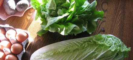 organic romaine lettuce CSA localvore