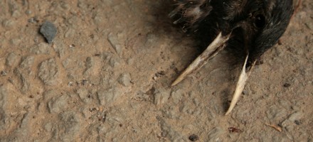 jenna jones dead bird head
