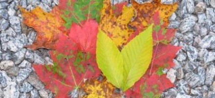 NY autumn leaves