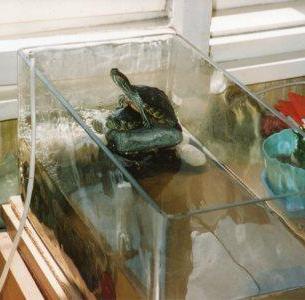 pet turtles
