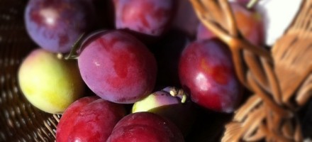 plums wa
